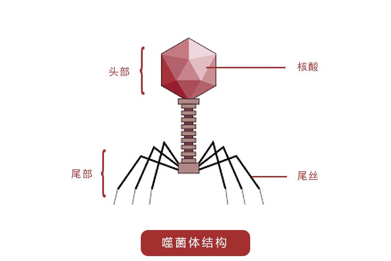 Bacteriophage Overview