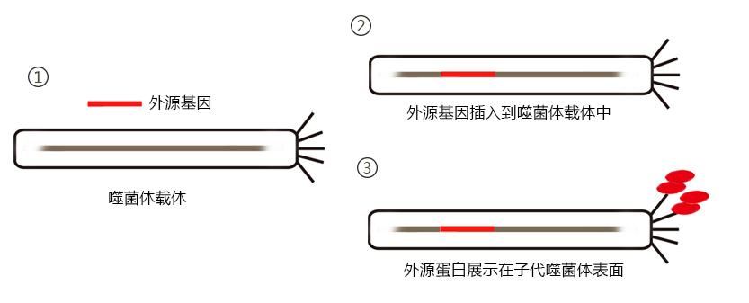 Phage Display Technology Platform